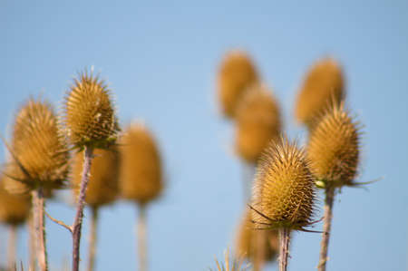 Close-up of brown wild teasel seeds with blue sky on background and selective focus on foregroundの写真素材