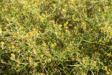 Close-up of alfalfa flowers with selective focus on foreground