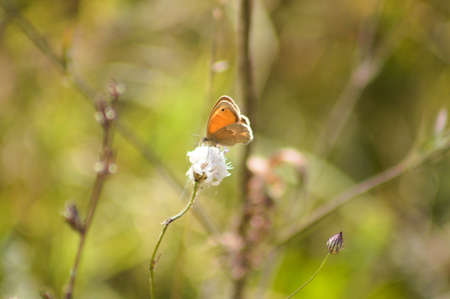 Close-up of chestnut heath butterfly on a plant with blurred green backgroundの写真素材