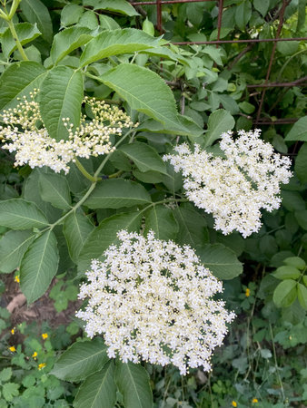 Closeup of white elder inflorescence with selective focus on foreground