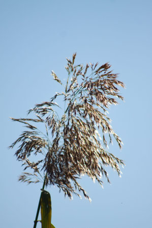 close-up of common reed seeds with blue sky on backgroundの写真素材