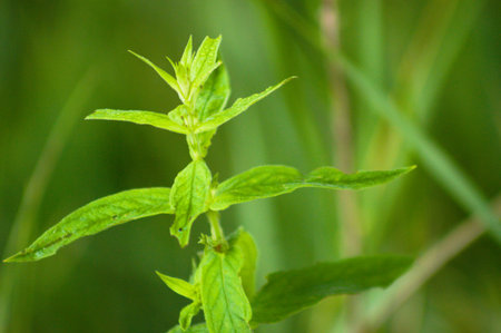 Close-up of green purple loosestrife leaves with selective focus on foreground