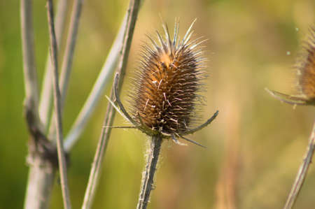 Close-up of brown wild teasel seed on green blurred backgroundの写真素材