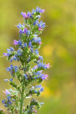 Close-up of viper;s bugloss flowers with blurred green plants on backgroundの写真素材