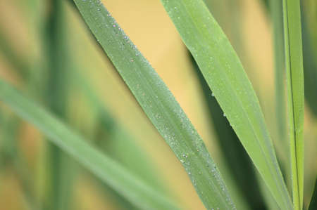 Close-up of common reed leaves with water drops and selective focus on foregroundの写真素材
