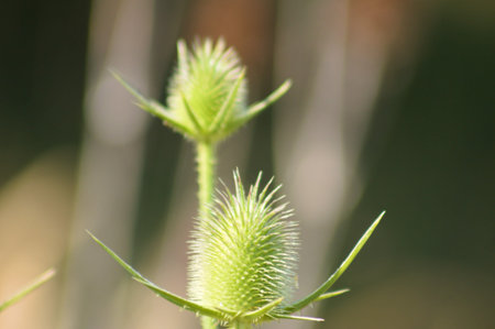 Close-up of wild teasel green seeds with green blurred background