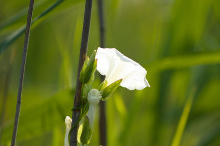 Close-up of white hedge bindweed flower with green blurred plants on background