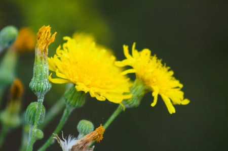 Close-up of perennial sowthistle flower with selective focus on foreground