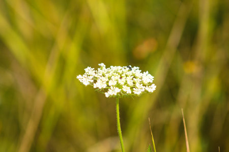 Close-up of wild carrot inflorescence in bloom with blurred plants on background