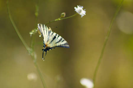 Close-up of scarce swallowtail butterfly resting on a plant with selective focus on foregroundの写真素材