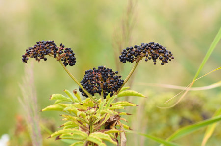 Close-up of dwarf elder black fruits with selective focus on foregroundの写真素材
