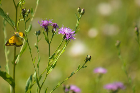 Close-up of brown knapweed flowers with a yellow butterfly and green blurred background