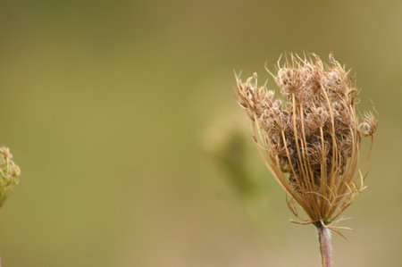 Close-up of brown wild carrot dried seeds with green blurred backgroundの写真素材