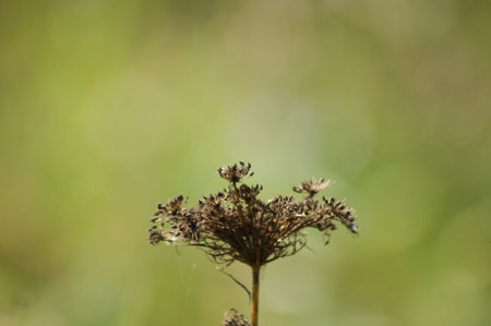 Close-up of dried wild carrot seeds with green blurred background