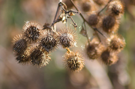 Close-up of dried brown lesser burdock seeds with selective focus on foregroundの写真素材