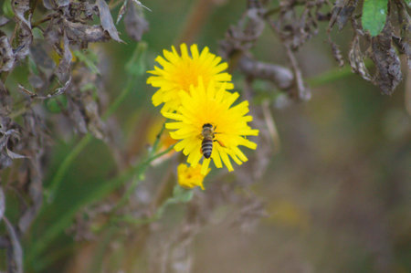 Close-up of bee pollinating yellow perennial sowthistle flower with selective focus on foreground