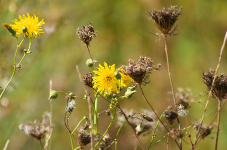 Close-up of dried wild carrot brown seeds with green blurred backgroundの写真素材