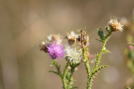Close-up of fluffy spiny plumeless thistle seeds and flowers with green blurred plants on background