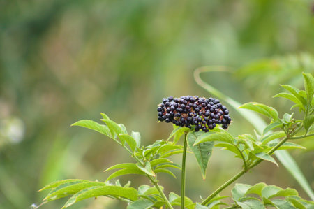 Close-up of dwarf elder black seeds with selective focus on foregroundの写真素材
