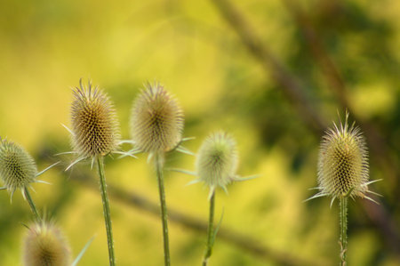 Close-up of cutleaf teasel green seeds with selective focus on foregroundの写真素材