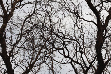 Close-up of black creepy tree branches with blue sky on backgroundの写真素材