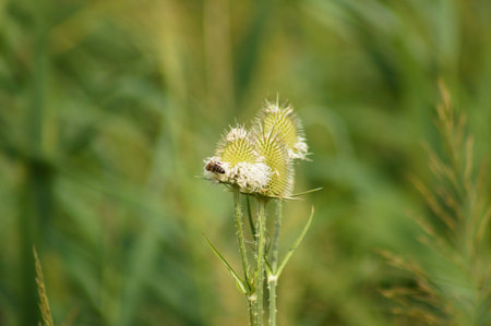 Close-up of bee on green cutleaf teasel seed with selective focus on foreground