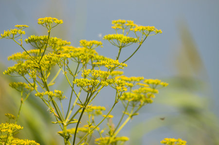 Close-up of yellow parsnip flowers with blue sky on backgroundの写真素材
