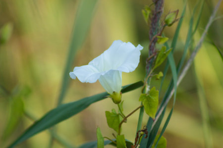 Close-up of hedge bindweed flower with selective focus on foreground