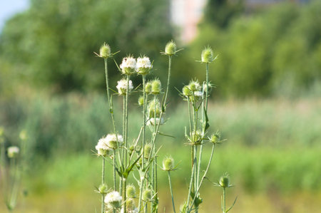 Close-up of green cutleaf teasel seeds and flowers with blurred background