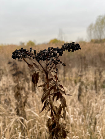 Close-up of dried dwarf elder seeds with selective focus on foregroundの写真素材