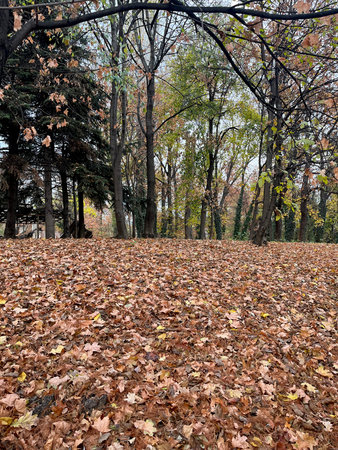 Close-up of autumn forest with fallen rusty leaves on the ground