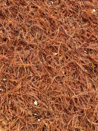 Close-up of autumnal red bald cypress needles with selective focus on foregroundの写真素材