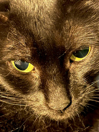 Close-up of black cat head with yellow eyes