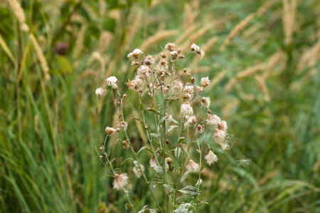 Close-up of fluffy creeping thistle seeds with blurred green grass on background
