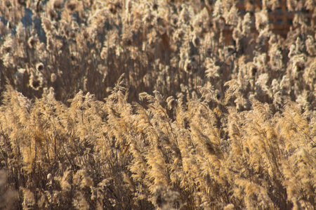 Close-up of golden common reed seeds with selective focus on foreground