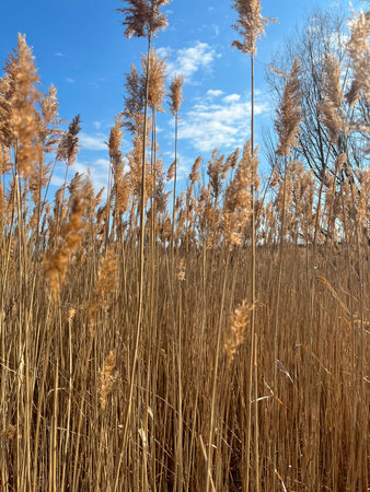 Close-up of yellow dried common reed with blue sky behind portrait view
