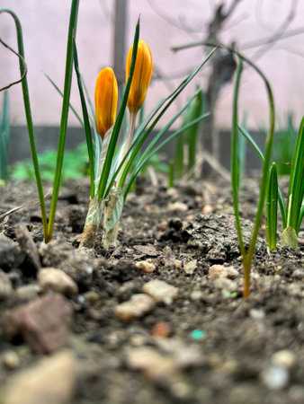 Close-up of snow crocus flower growing up from earthの写真素材