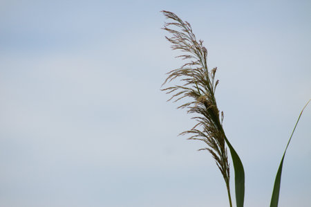 Close-up of common reed green seeds with blue sky on backgroundの写真素材