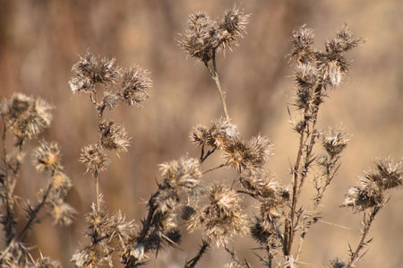 Close-up of dried bull thistle seeds with blurred backgroundの写真素材