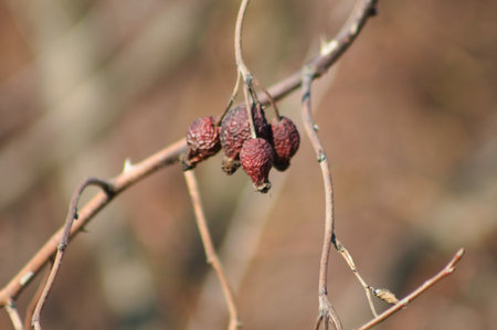 Close-up of dried rose hip seeds on branch with blurred background