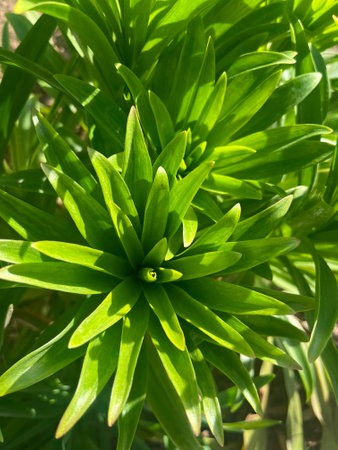 Close-up of orange lily green leaves with selective focus on foregroundの写真素材