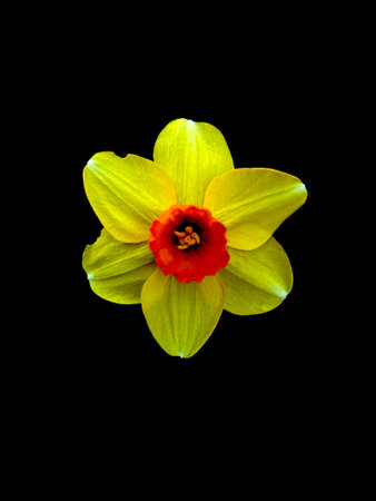 Close-up of yellow jonquil flower isolated on black background. Daffodils.の写真素材
