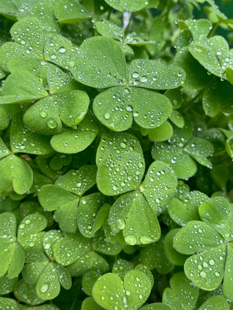 Close-up of common wood sorrel leaves with water drops