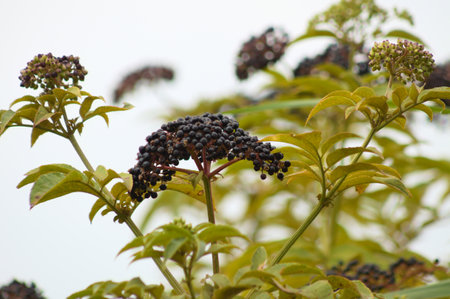 Close-up of black dwarf elder fruits with blue sky on backgroundの写真素材