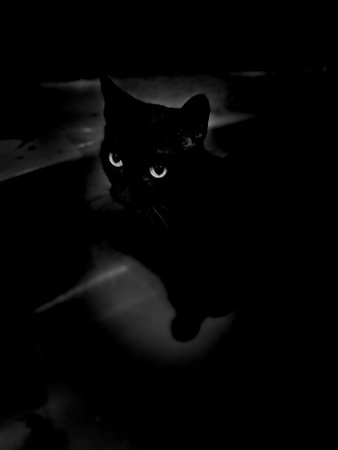 Close-up of black cat head with black backgroundの写真素材
