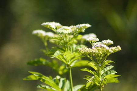 Close-up of dwarf elder inflorescence with dark blurred backgroundの写真素材