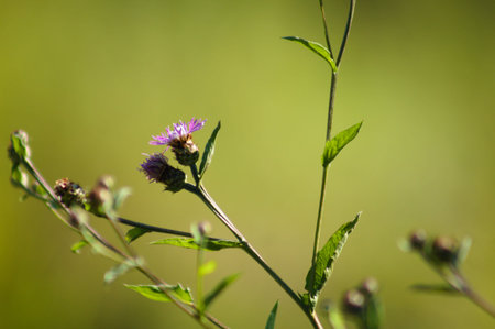 Close-up of tyrol knapweed flower with green backgroundの写真素材