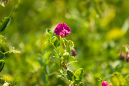 Close-up of tuberous pea flowers with selective focus on foregroundの写真素材