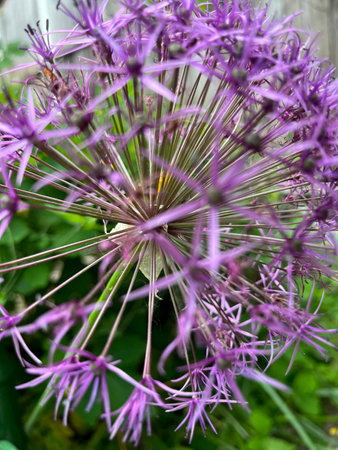 Close-up of giant onion flower with selective focus on foreground