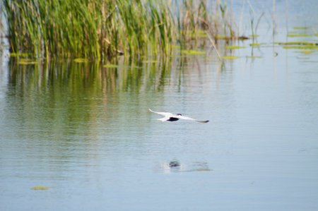 Close-up of whiskered tern flying over rippled lake with common reed on backgroundの写真素材